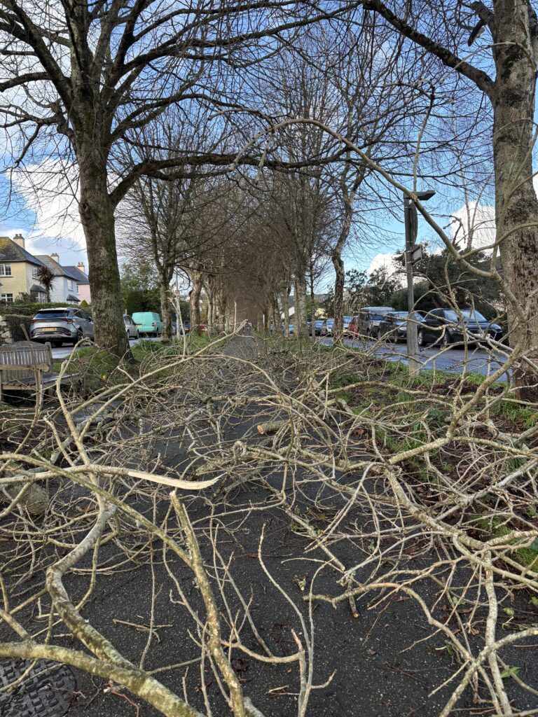Storm Goretti in Cornwall, Fallen tree