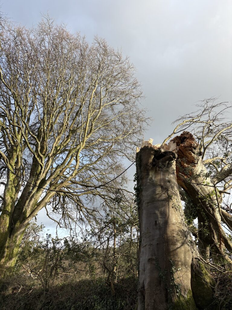 Tree trunk, snapped. Storm Goretti in Cornwall, 