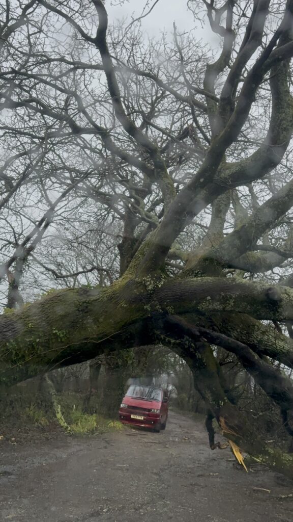 Roads blocked by fallen tree, Storm Goretti in Cornwall, 